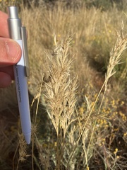 Rytidosperma caespitosum