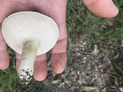 Tylopilus williamsii