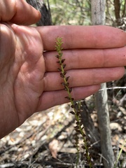 Microtis parviflora