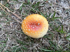 Amanita persicina