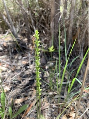 Microtis parviflora