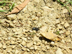 Nyssus albopunctatus