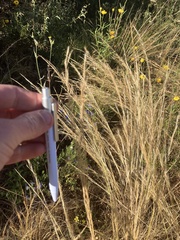 Rytidosperma caespitosum