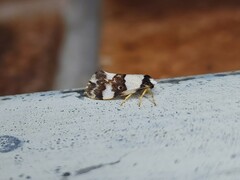 Philenora aspectalella