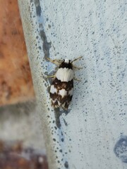 Philenora aspectalella