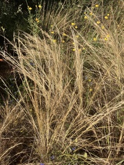 Rytidosperma caespitosum