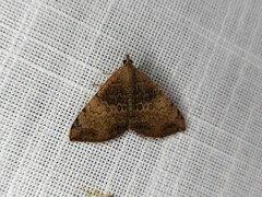 Chrysolarentia mecynata