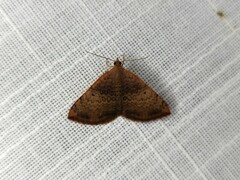 Chrysolarentia mecynata