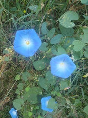 Ipomoea tricolor