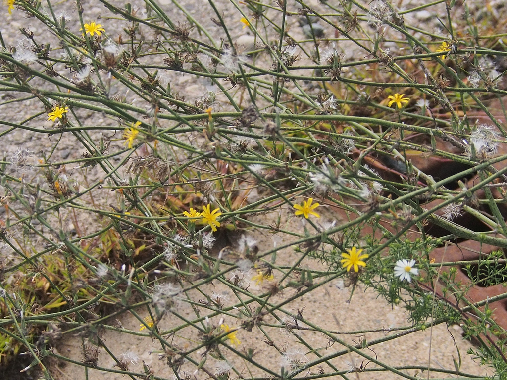 Rush Skeletonweed