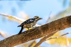 Yungipicus canicapillus