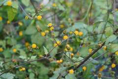 Bidens pilosa pilosa