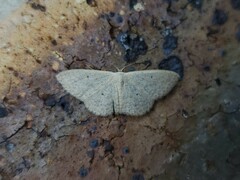 Scopula optivata
