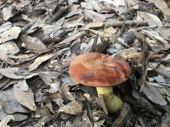 Neoboletus
