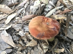 Neoboletus