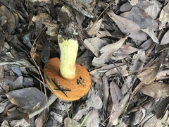 Neoboletus