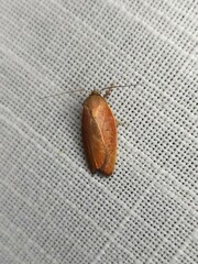 Ptyoptila matutinella