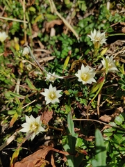 Gentiana flavomaculata