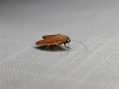 Ptyoptila matutinella