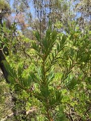 Darwinia procera
