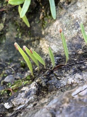 Pyrrosia confluens