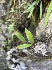 Pyrrosia confluens