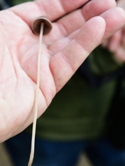 Conocybe apala
