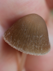 Conocybe apala