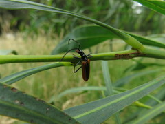 Stenoderus suturalis