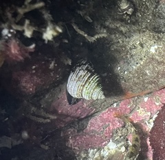 Calliostoma canaliculatum
