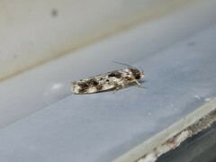 Barea confusella