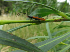 Stenoderus suturalis