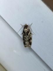 Barea confusella