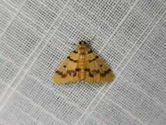 Dichocrocis clytusalis