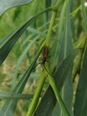 Stenoderus suturalis