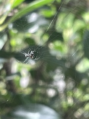Leucauge argentina