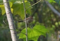 Sinosuthora webbiana