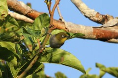 Zosterops virens capensis