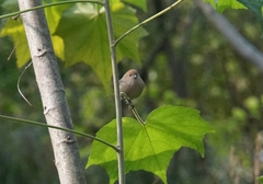 Sinosuthora webbiana