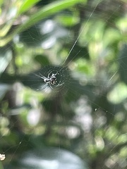 Leucauge argentina