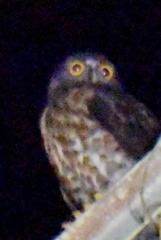 Ninox scutulata