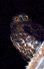 Ninox scutulata