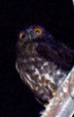 Ninox scutulata