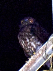 Ninox scutulata