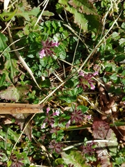 Clinopodium laxiflorum