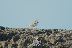 Charadrius alexandrinus