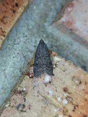 Heteromicta pachytera