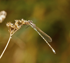 Austrolestes aridus