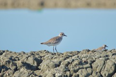 Pluvialis squatarola