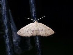 Poecilasthena anthodes